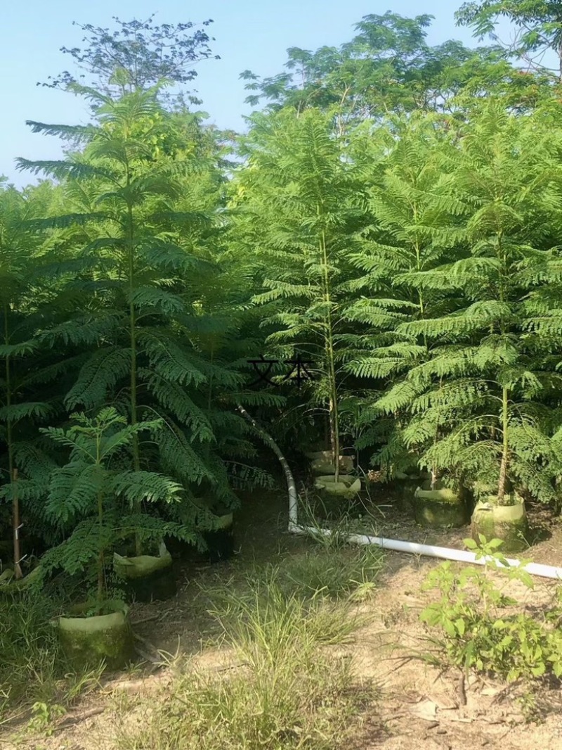 蓝花楹各规格待售