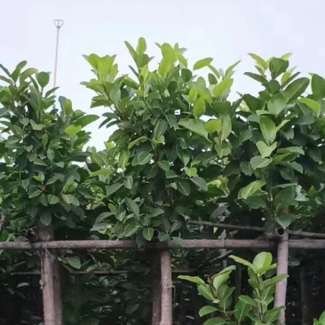 高山榕大量现货7～10公分