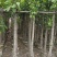 高山榕大量现货7～10公分