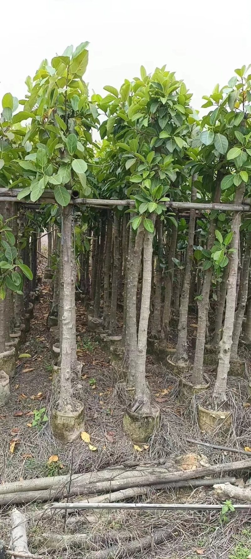 高山榕大量现货7～10公分