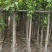 高山榕大量现货7～10公分