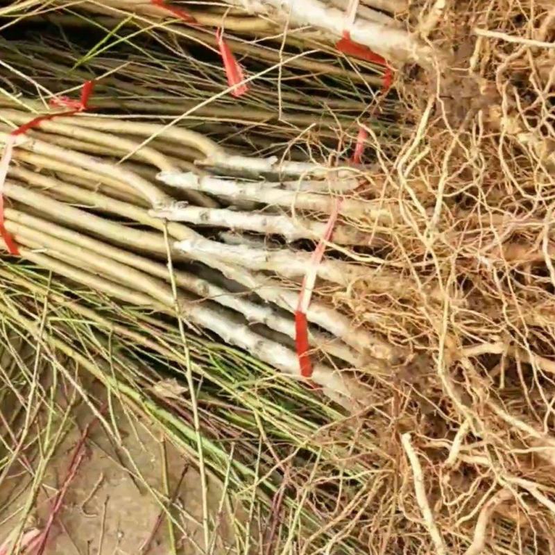 精品大桃树，基地直发，现挖现发，品种多价格实惠