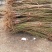 精品大桃树，基地直发，现挖现发，品种多价格实惠