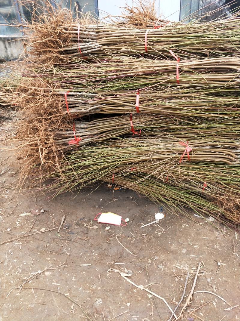 精品大桃树，基地直发，现挖现发，品种多价格实惠