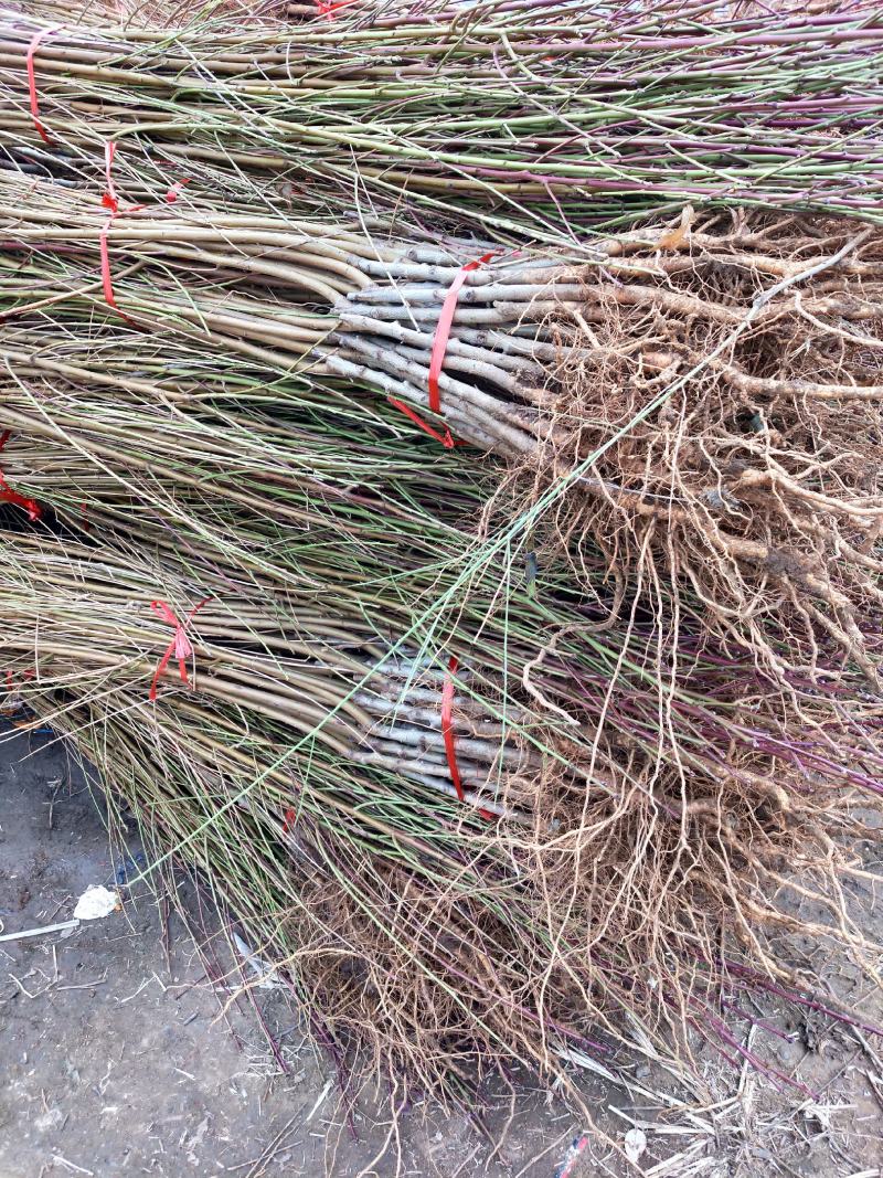 精品大桃树，基地直发，现挖现发，品种多价格实惠