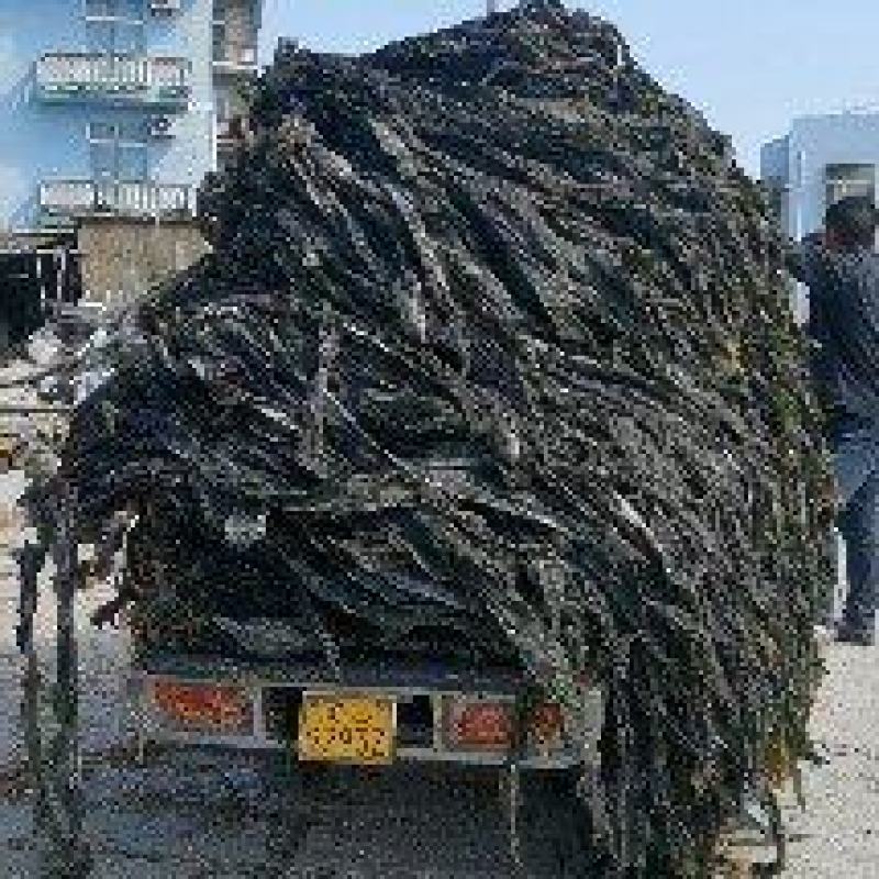 福建干海带无沙干海带大量供应全国发货