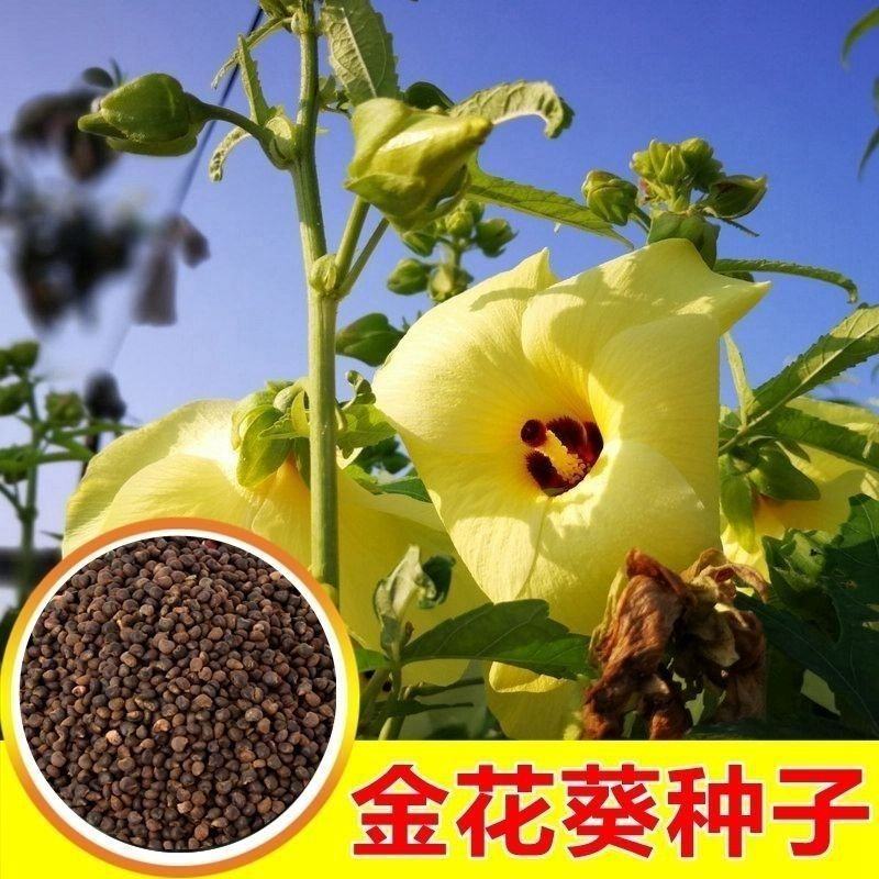 金花葵种子蔬菜种籽菜芙蓉野芙蓉秋葵药材食用花卉观赏美观庭