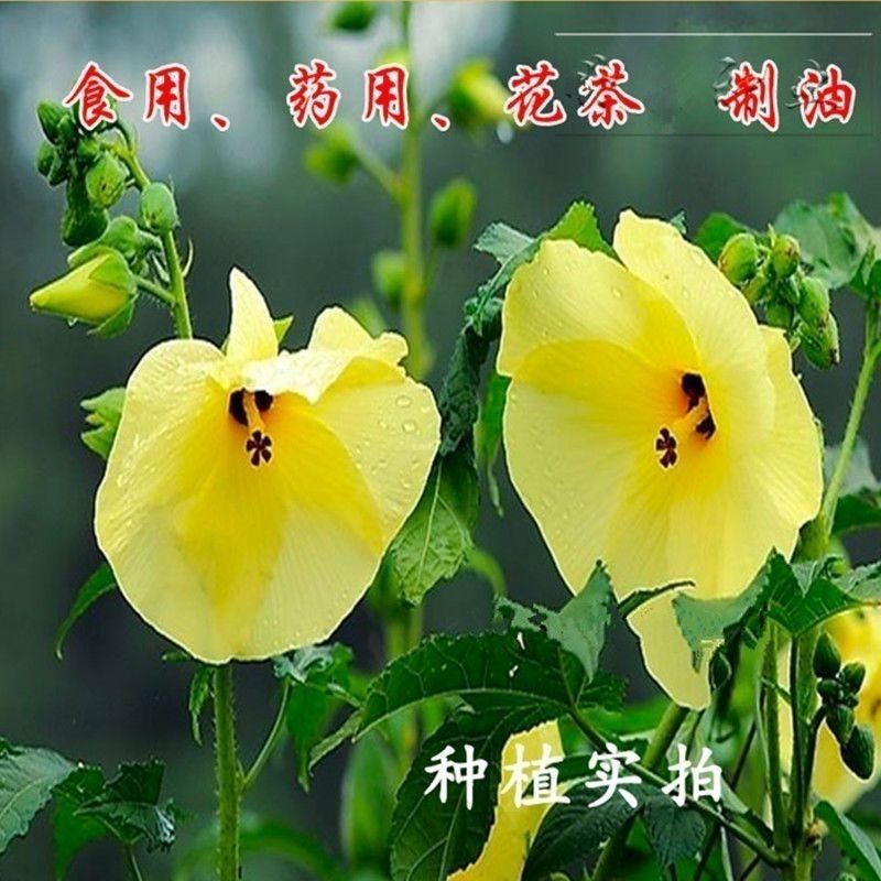 金花葵种子蔬菜种籽菜芙蓉野芙蓉秋葵药材食用花卉观赏美观庭