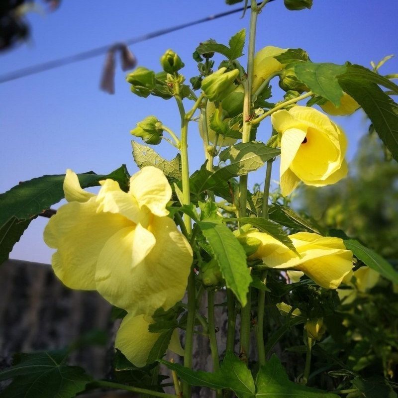 金花葵种子蔬菜种籽菜芙蓉野芙蓉秋葵药材食用花卉观赏美观庭