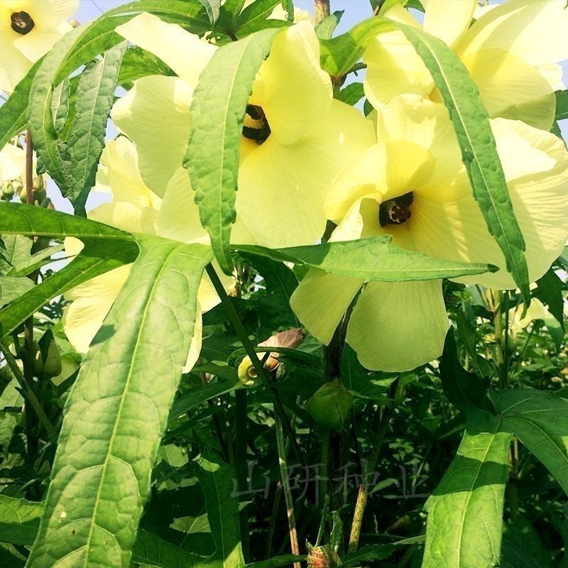 金花葵种子蔬菜种籽菜芙蓉野芙蓉秋葵药材食用花卉观赏美观庭