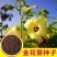 金花葵种子蔬菜种籽菜芙蓉野芙蓉秋葵药材食用花卉观赏美观庭