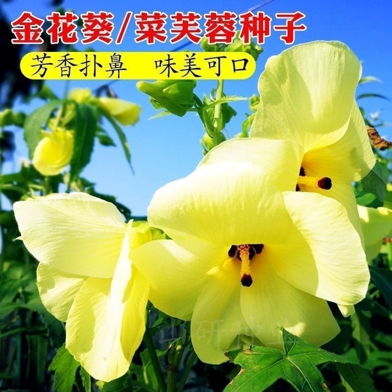 金花葵种子蔬菜种籽菜芙蓉野芙蓉秋葵药材食用花卉观赏美观庭