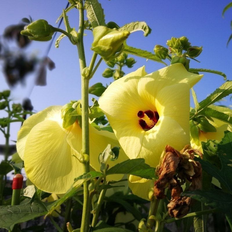 金花葵种子蔬菜种籽菜芙蓉野芙蓉秋葵药材食用花卉观赏美观庭