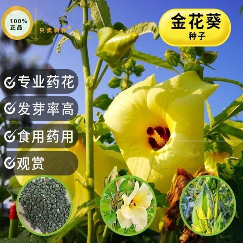 金花葵种子蔬菜种籽菜芙蓉野芙蓉秋葵药材食用花卉观赏美观庭