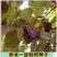 新采集椴树种子优良品质紫椴树种子新种子常绿树园林绿