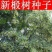 新采集椴树种子优良品质紫椴树种子新种子常绿树园林绿