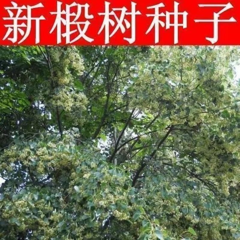 新采集椴树种子优良品质紫椴树种子新种子常绿树园林绿