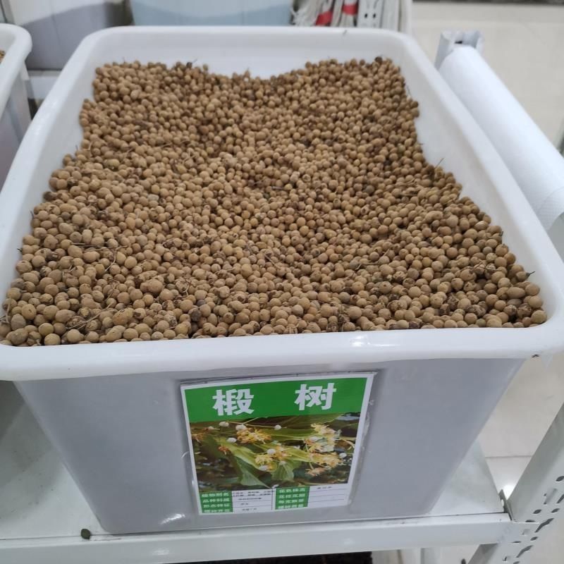 新采集椴树种子优良品质紫椴树种子新种子常绿树园林绿