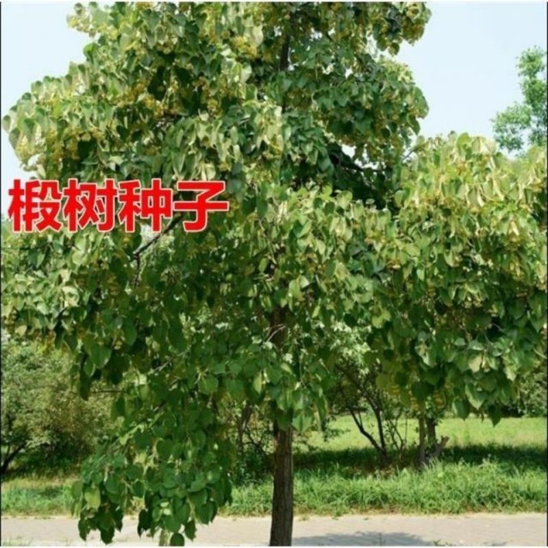 新采集椴树种子优良品质紫椴树种子新种子常绿树园林绿