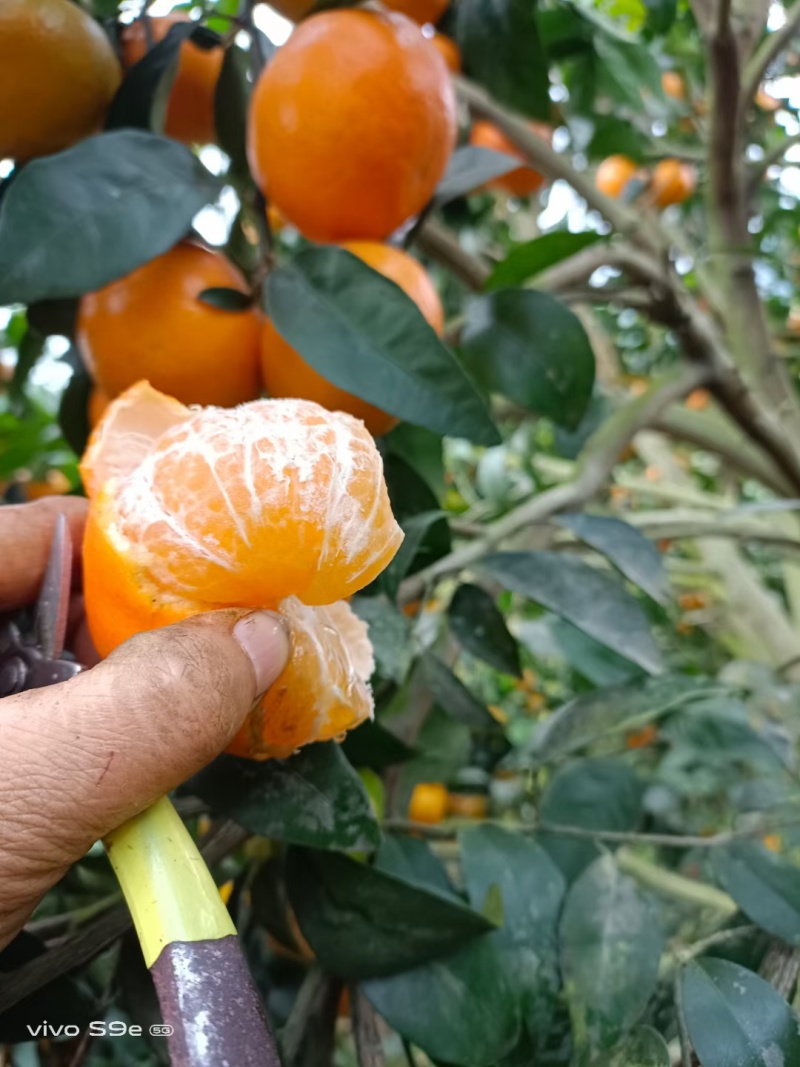 广西沃柑