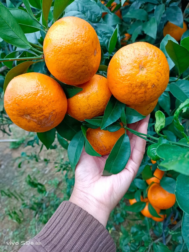 广西沃柑