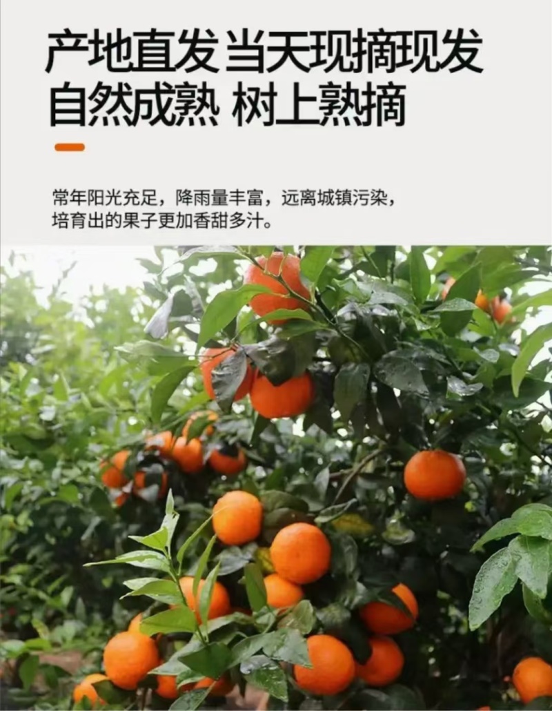 广西沃柑