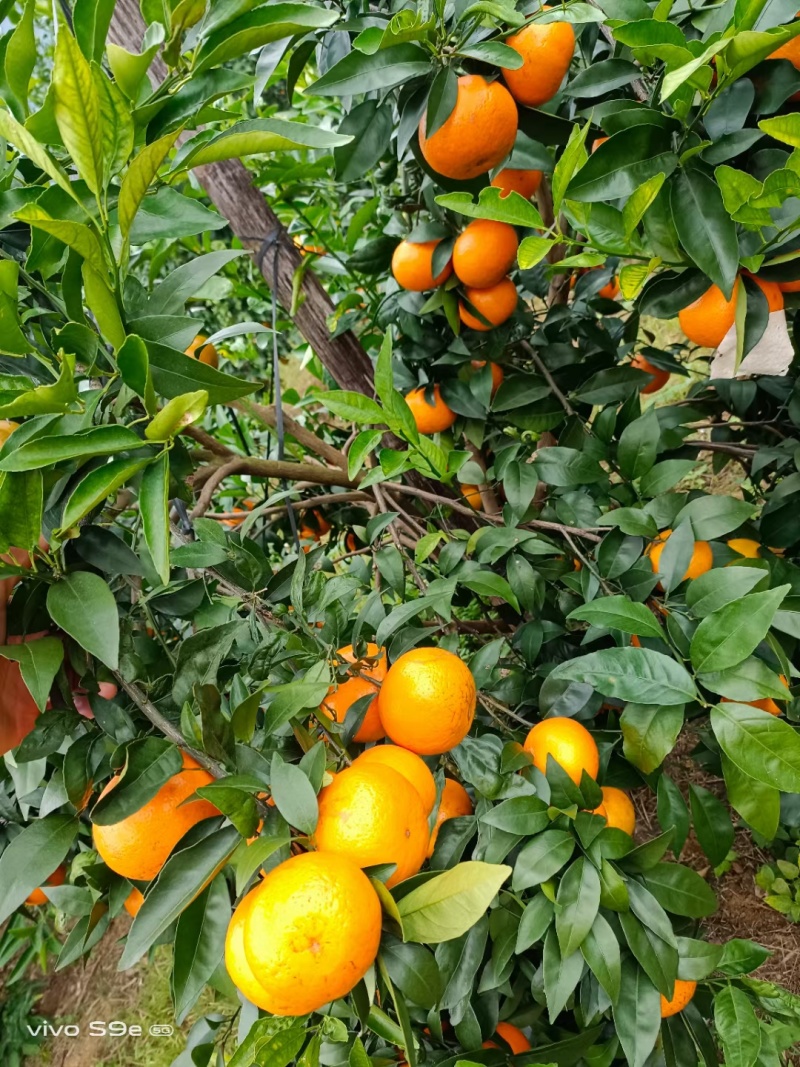 广西沃柑