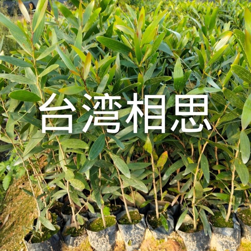 大叶相思种子台湾相思树种子马占相思种子园林绿化苗木造林