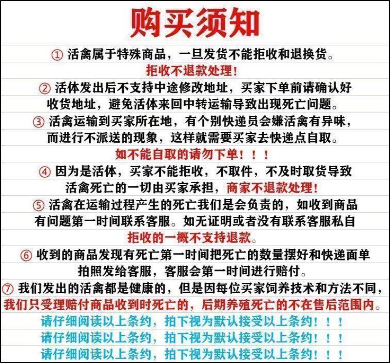 现货一斤狮头鹅大种狮头鹅苗1斤正宗苗一斤狮头鹅苗特大纯种