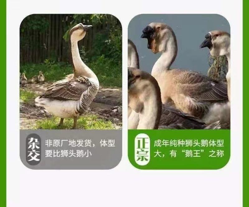 现货一斤狮头鹅大种狮头鹅苗1斤正宗苗一斤狮头鹅苗特大纯种