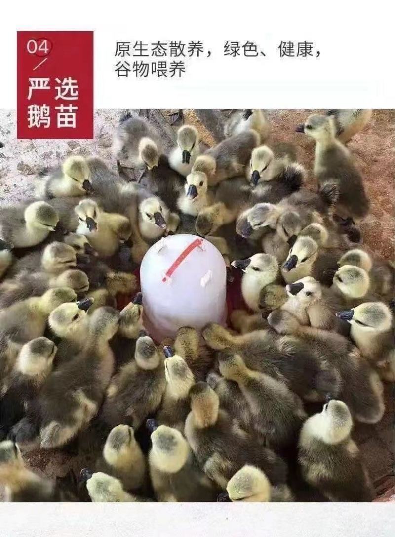 现货一斤狮头鹅大种狮头鹅苗1斤正宗苗一斤狮头鹅苗特大纯种
