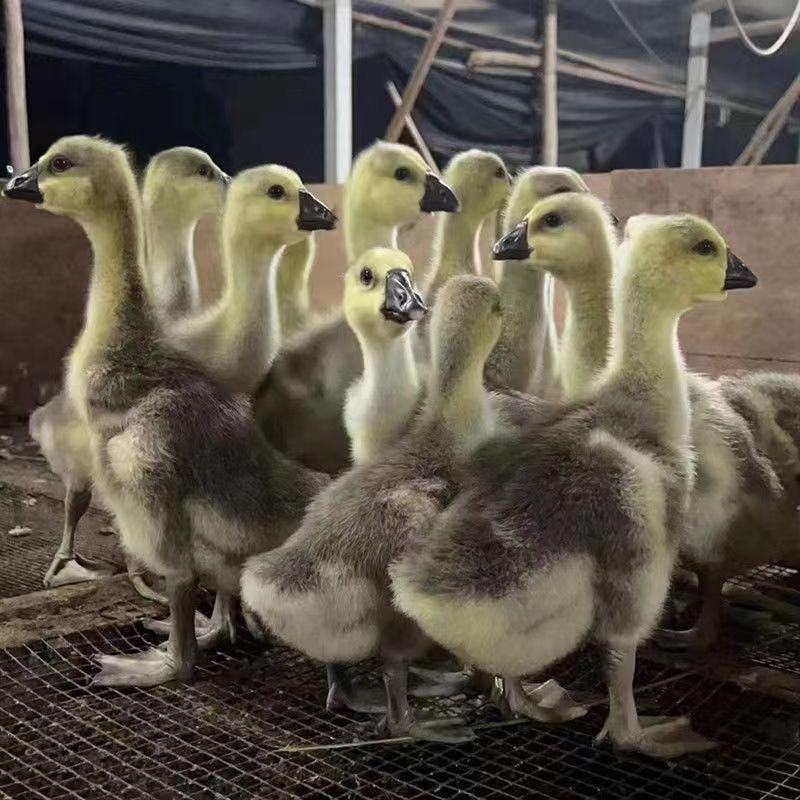 现货一斤狮头鹅大种狮头鹅苗1斤正宗苗一斤狮头鹅苗特大纯种