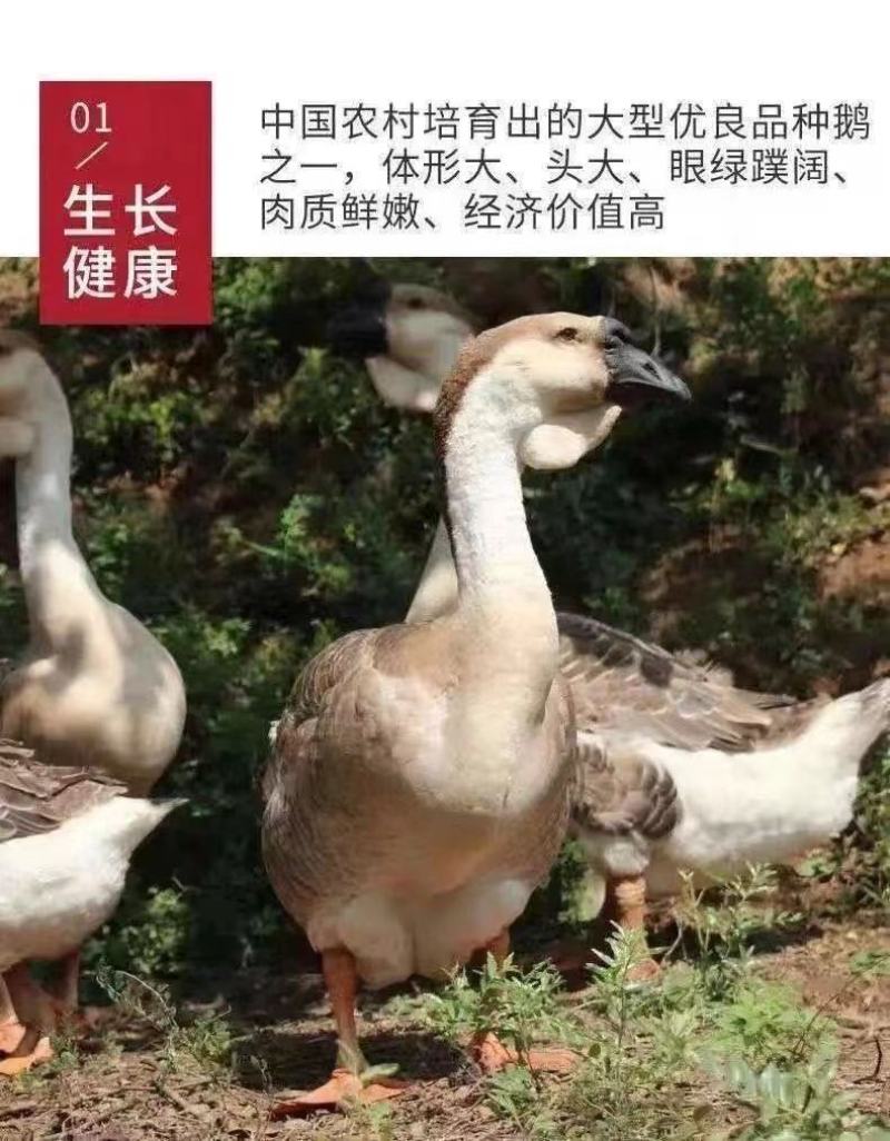 现货一斤狮头鹅大种狮头鹅苗1斤正宗苗一斤狮头鹅苗特大纯种