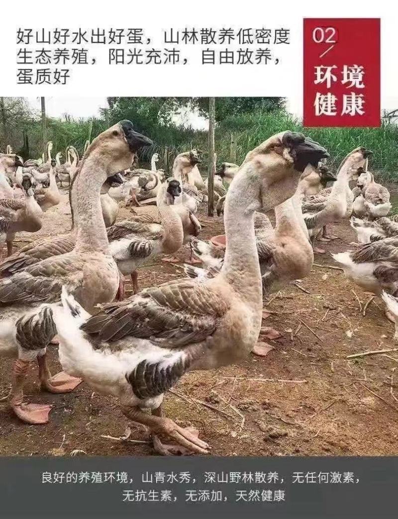 现货一斤狮头鹅大种狮头鹅苗1斤正宗苗一斤狮头鹅苗特大纯种