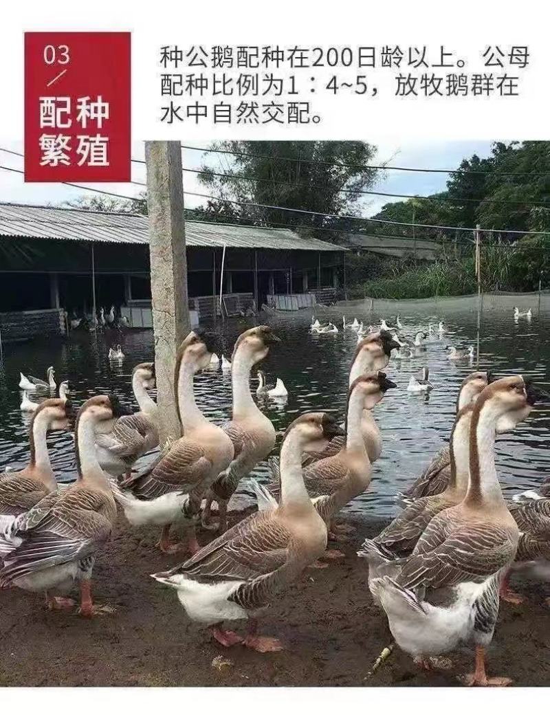现货一斤狮头鹅大种狮头鹅苗1斤正宗苗一斤狮头鹅苗特大纯种
