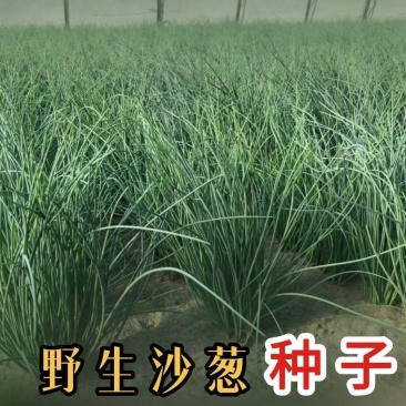 野生沙葱种子耐寒四季播种种子蒙古胡葱韭沙葱籽沙葱种子蔬菜