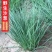 野生沙葱种子耐寒四季播种种子蒙古胡葱韭沙葱籽沙葱种子蔬菜