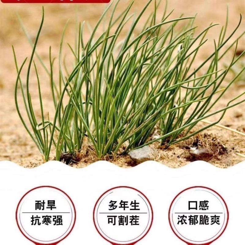 野生沙葱种子耐寒四季播种种子蒙古胡葱韭沙葱籽沙葱种子蔬菜