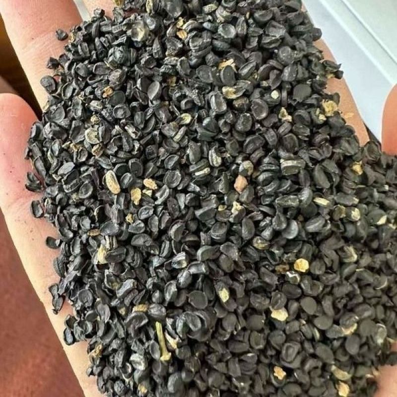 野生沙葱种子耐寒四季播种种子蒙古胡葱韭沙葱籽沙葱种子蔬菜