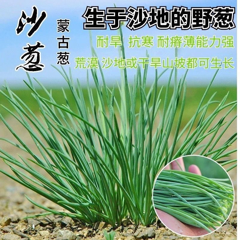 野生沙葱种子耐寒四季播种种子蒙古胡葱韭沙葱籽沙葱种子蔬菜