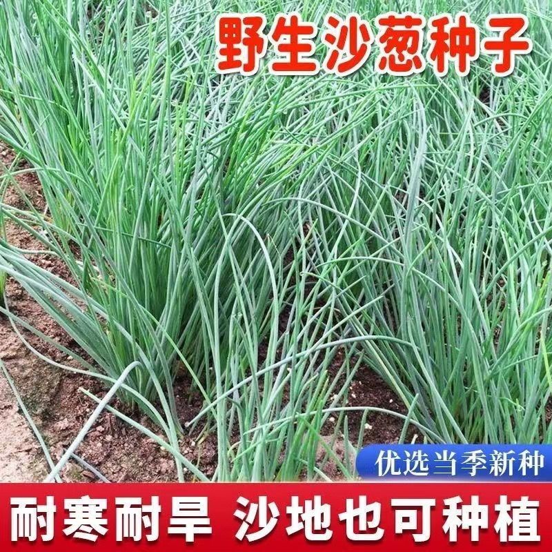 野生沙葱种子耐寒四季播种种子蒙古胡葱韭沙葱籽沙葱种子蔬菜