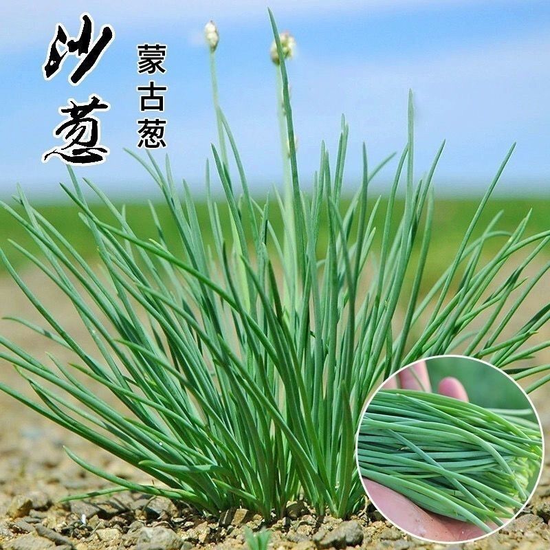 野生沙葱种子耐寒四季播种种子蒙古胡葱韭沙葱籽沙葱种子蔬菜