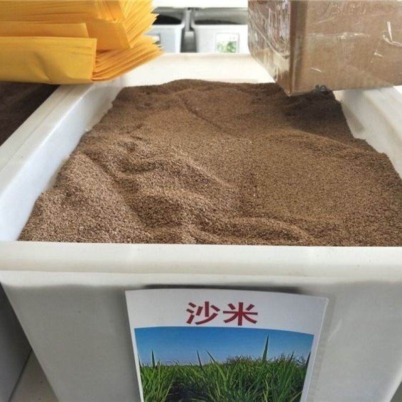 传统固沙种子沙米种子沙蓬种子荒漠饲料骆驼喜食种籽耐