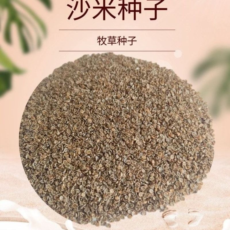 传统固沙种子沙米种子沙蓬种子荒漠饲料骆驼喜食种籽耐