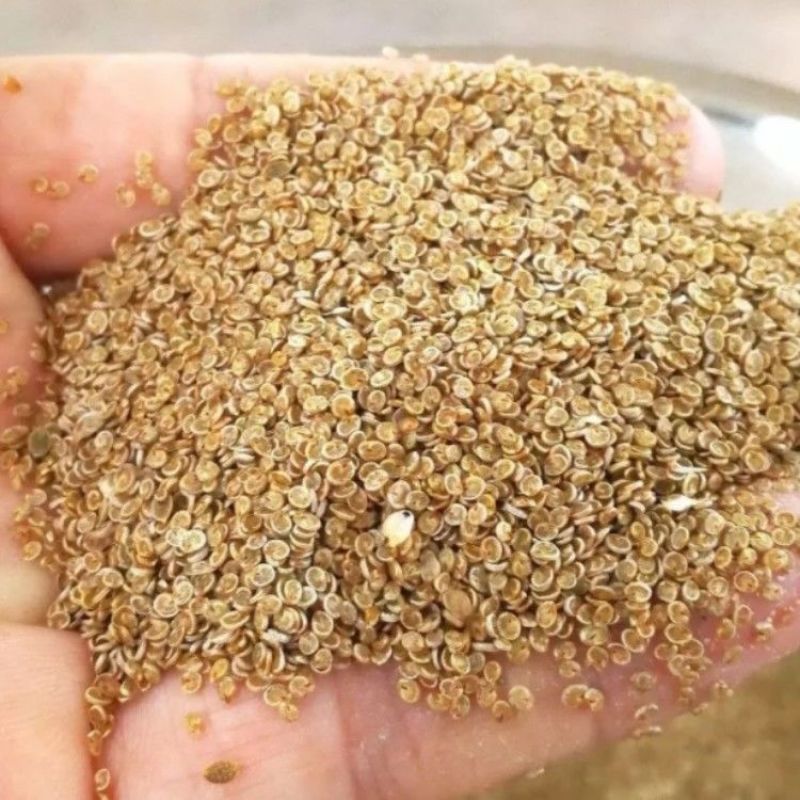 传统固沙种子沙米种子沙蓬种子荒漠饲料骆驼喜食种籽耐