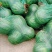厂家批发各种颜色装玉米蔬菜水果西瓜大蒜土豆网眼袋