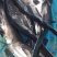 长沙鸭嘴鱼送货上门服务