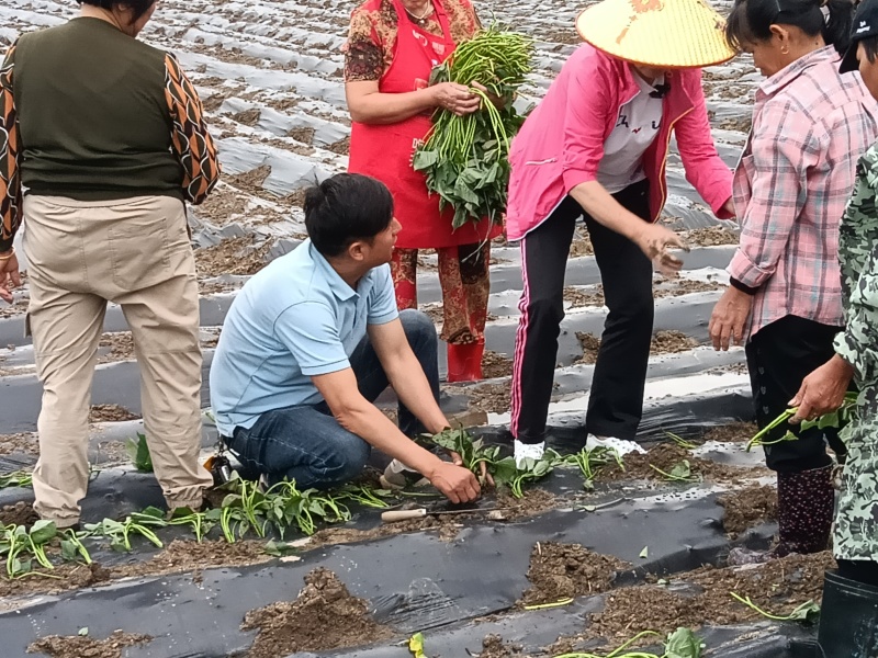 袋装精品红薯/基地上车直发/多产地常年供应链