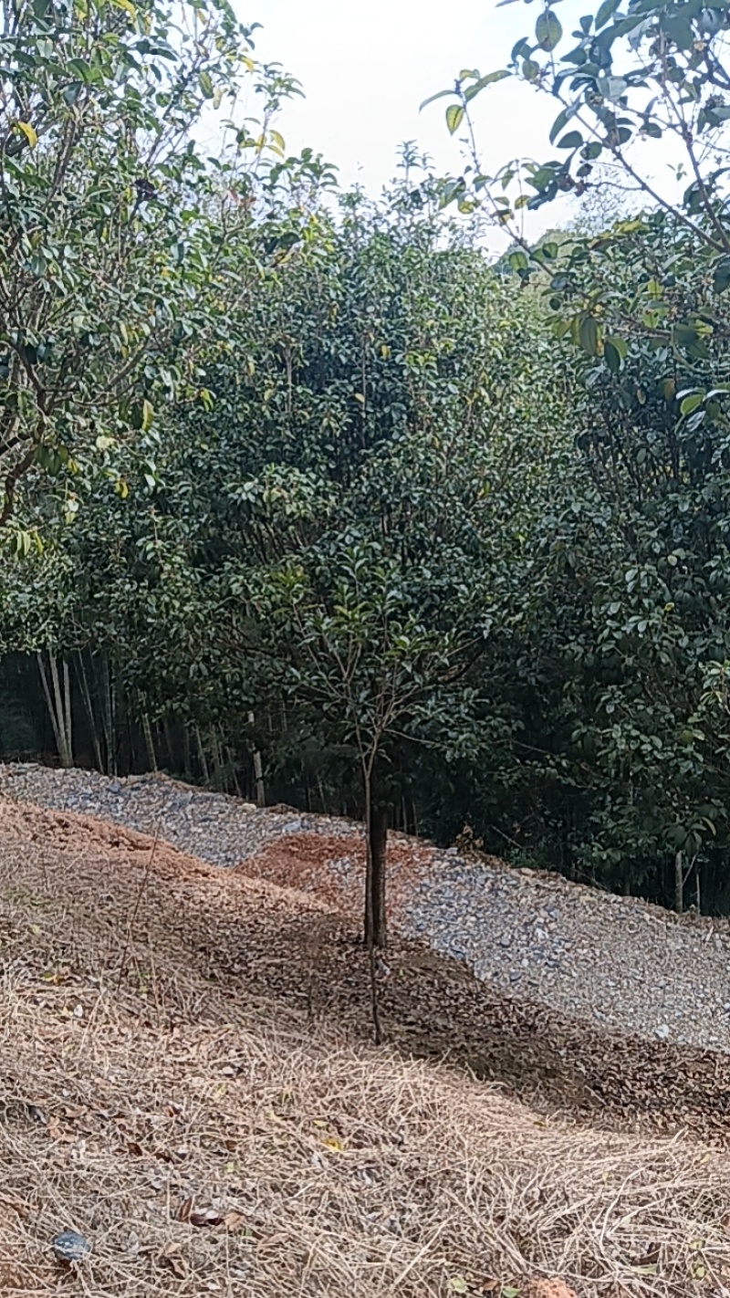 圆叶四季桂