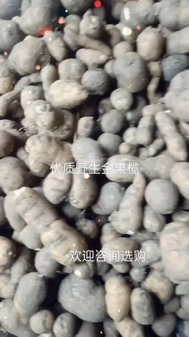 优质野生金果榄，各种规格选货，欢迎来店咨询